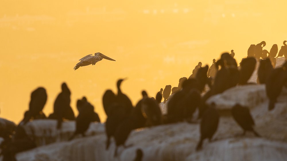 pelican-flying-sunrise-la-jolla-san-diego-california-wildlife-photographer-photography-travel-approaching.jpg