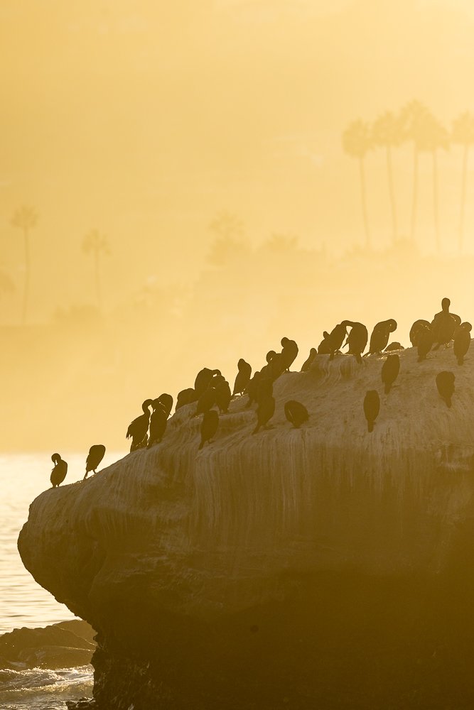 vertical-sunrise-cormorants-rock-la-jolla-cove-beach-san-diego-california-USA-US-travel.jpg