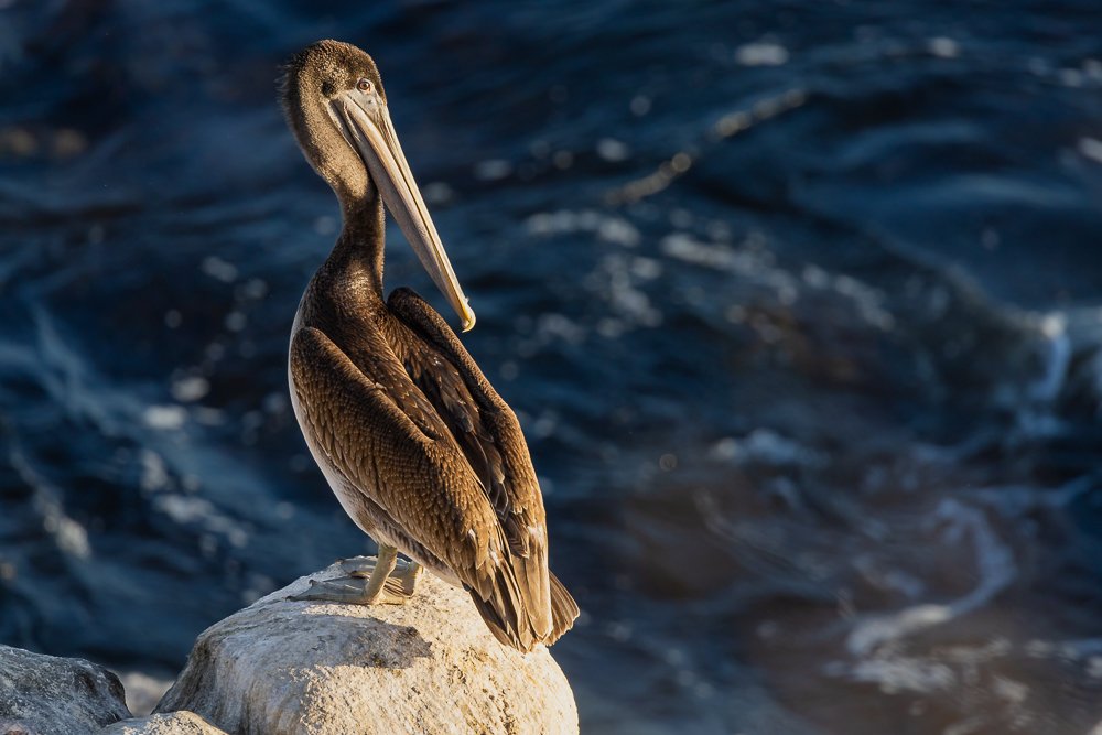 brown-pelican-la-jolla-cove-san-diego-beach-shores-wildlife-morning-photographer-travel-birding.jpg