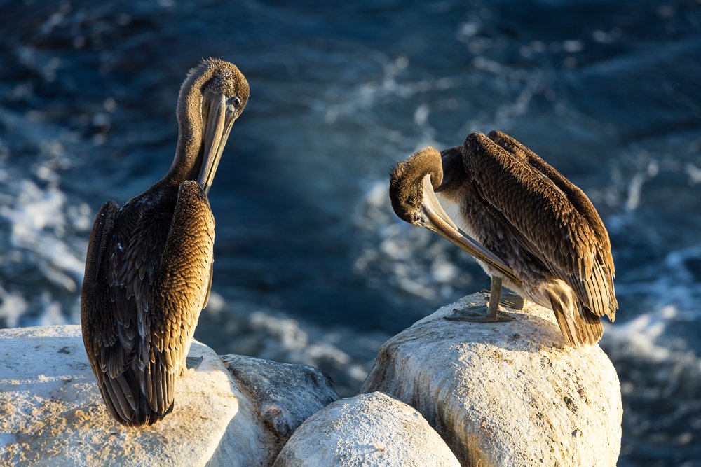 brown-pelicans-preening-rocks-la-jolla-cove-san-diego-summer-sunrise-birds-birdwatching-photography.jpg