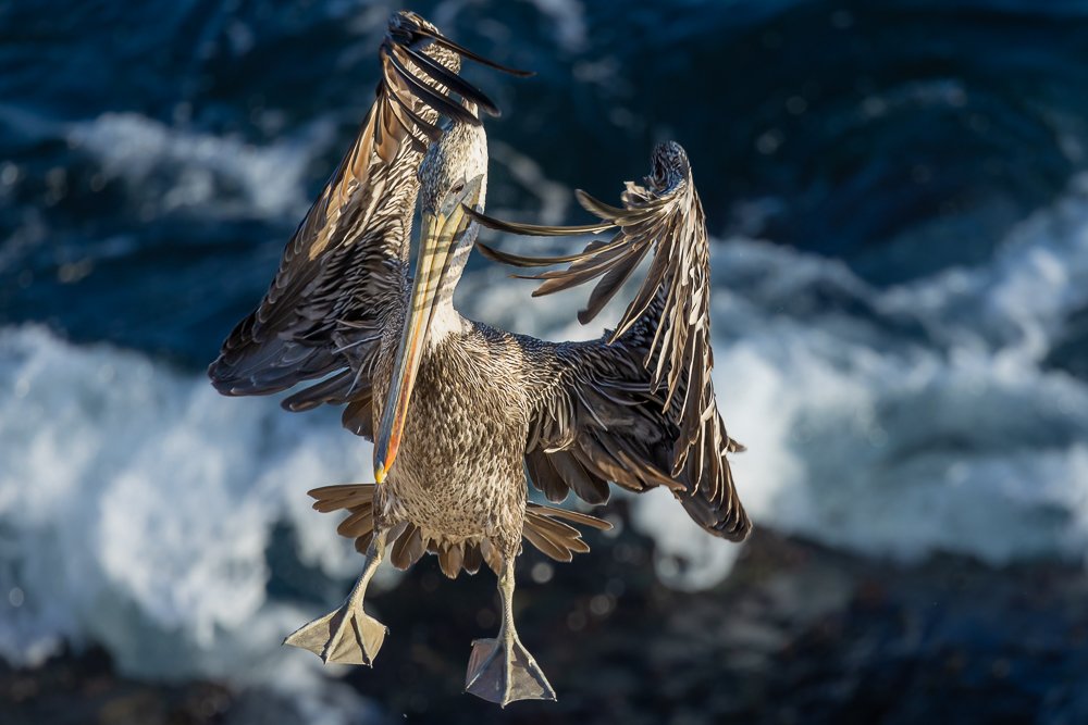 california-brown-pelican-flight-photography-travel-photographer-sunrise-morning-light-travel-san-diego-la-jolla.jpg