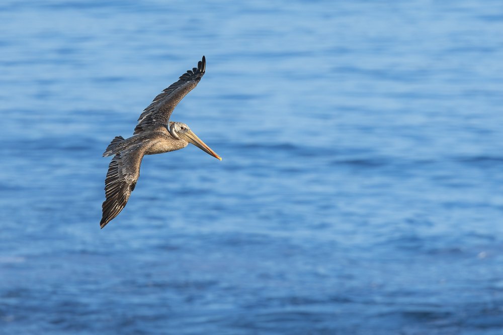 flight-california-brown-pelican-san-diego-la-jolla-cove-shores-beach-wildlife-birds-birding-birdwatching-summer.jpg