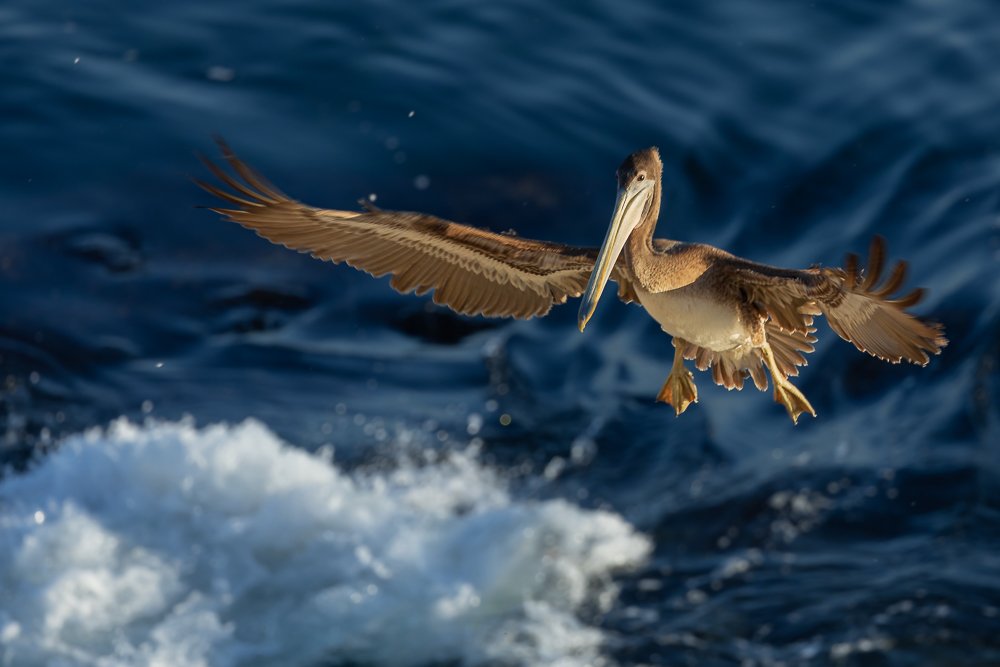 landing-pelican-flight-morning-golden-light-la-jolla-cove-san-diego-beach-california-wildlife-photography-photographer-amalia-bastos.jpg