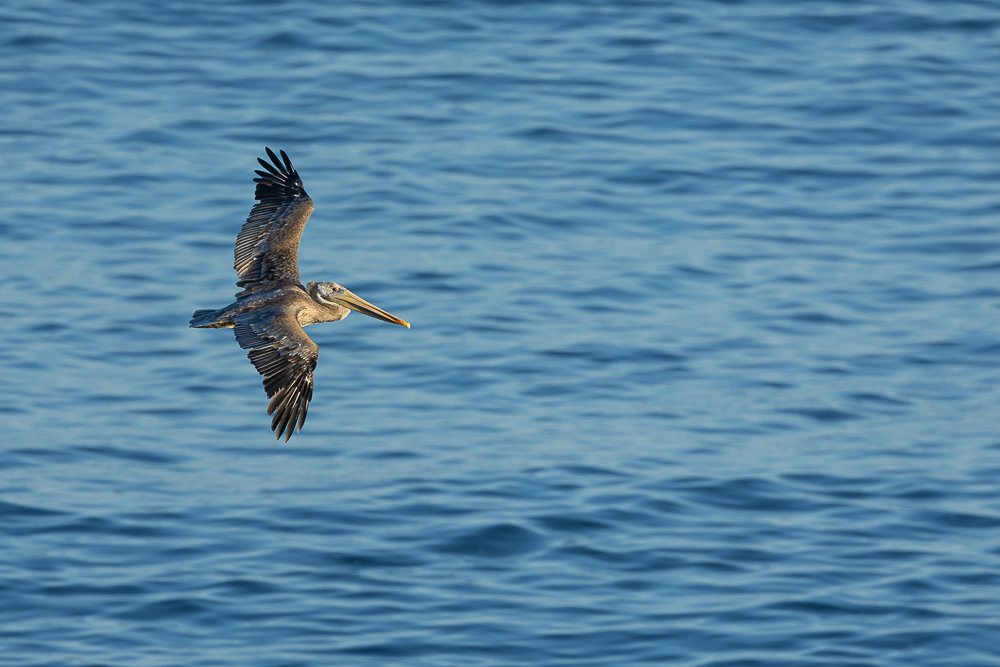 pelican-flight-flying-ocean-la-jolla-cove-san-diego-wildlife-watching-spotting-bird-birds-birding.jpg