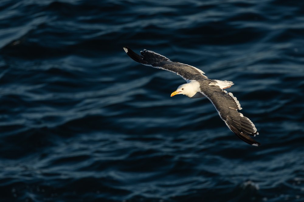 seagull-flight-la-jolla-cove-san-diego-summer-wildlife-birds-photography-photographer-animal-travel.jpg