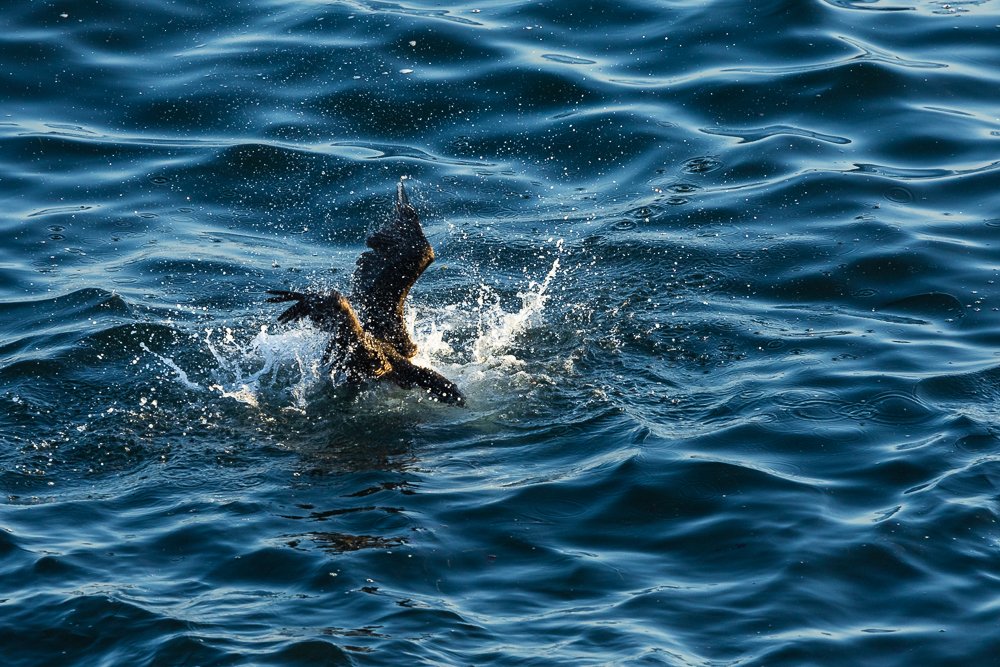 diving-brandts-cormorant-ocean-la-jolla-san-diego-birdwatching-birding-wildlife-california.jpg