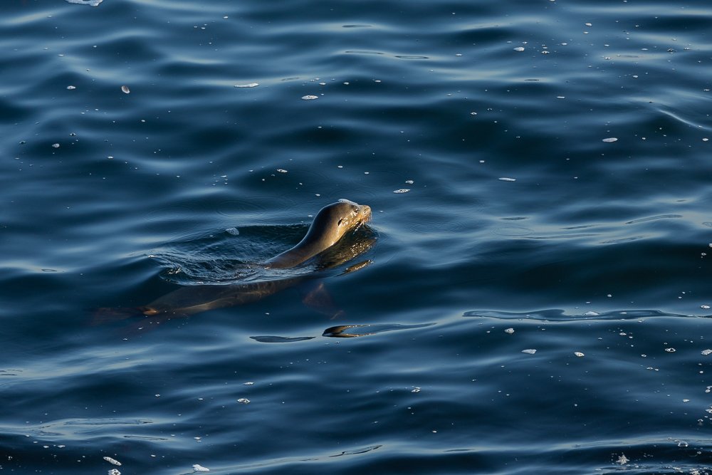 sealion-swimming-san-diego-california-la-jolla-cove-ocean-sea-beach-travel-CA-US-wildlife.jpg