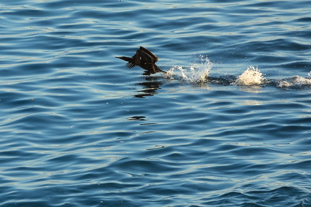 cormorant-brants-la-jolla-cove-flight-water-splashes-san-diego-wildlife.jpg