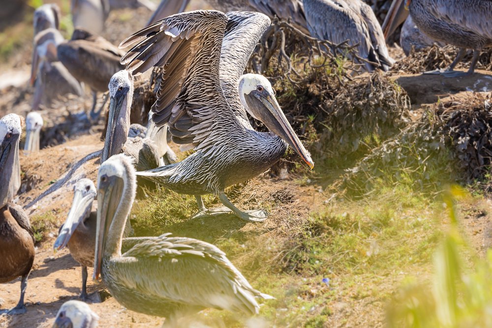 californian-brown-pelican-landing-flight-summer-day-wildlife-photography-travel-USA-american.jpg