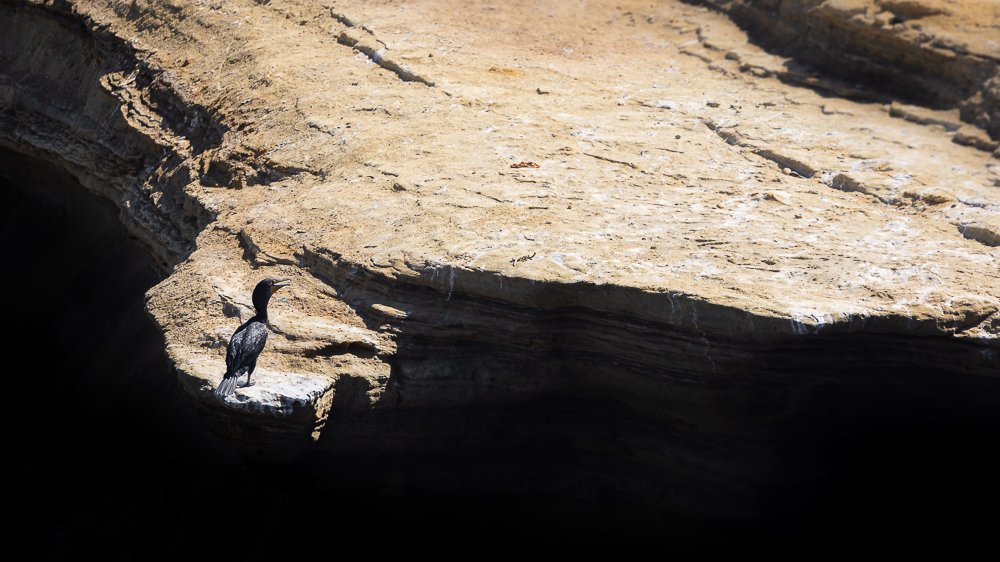 cormorant-brandts-ledge-la-jolla-cove-minimalist-photography-travel-wildlife-san-diego.jpg