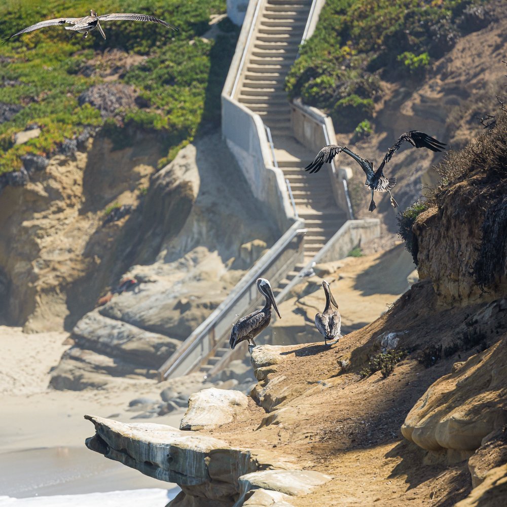 la-jolla-cove-pelicans-flight-staircase-beach-shores-ocean-oceanside-swim-travel-holiday-summer-vacation.jpg