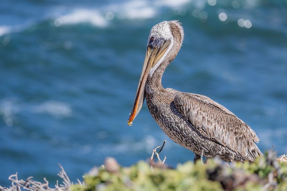 pelican-brown-californian-san-diego-la-jolla-shores-beach-cove-animals-birds-wildlife-photographer.jpg