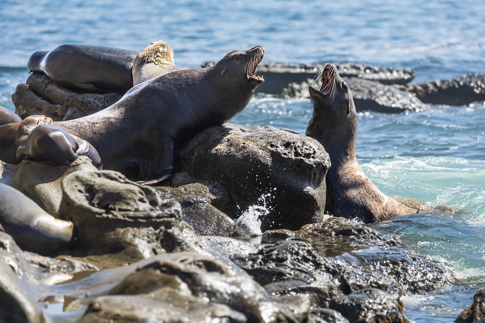 sea-lions-fighting-la-jolla-cove-san-diego-california-wildlife-summer.jpg