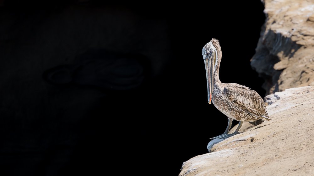 solitary-californian-brown-pelican-ledge-la-jolla-cove-travel-summer-vacation-visit-san-diego.jpg