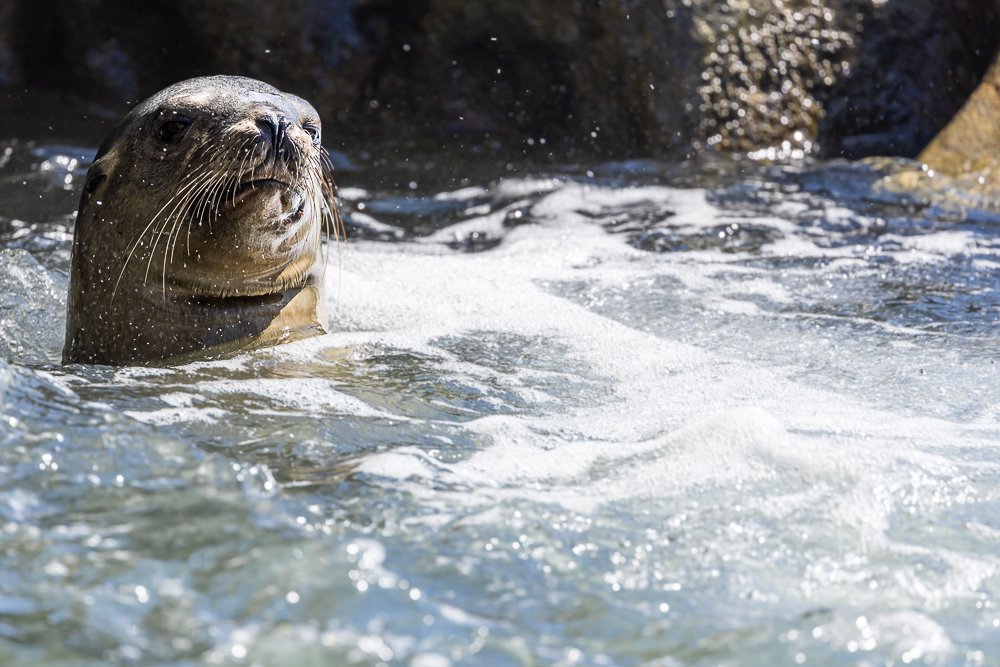 swimming-sea-lion-sealion-san-diego-california-CA-USA-travel-trip-wildlife-photography.jpg
