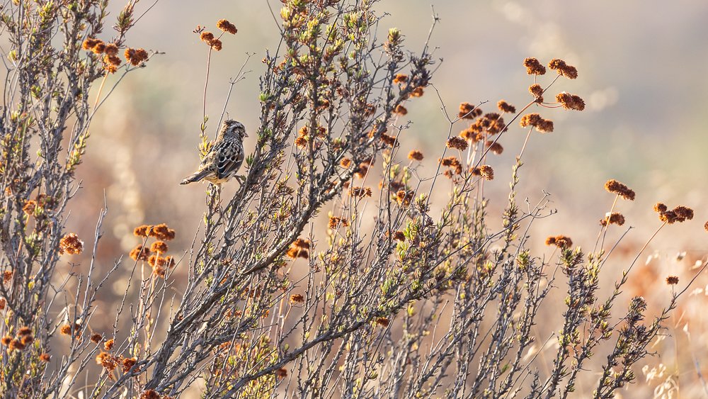 sparrow-sweetwater-river-trail-morning-california-san-diego-wildlife-bird.jpg