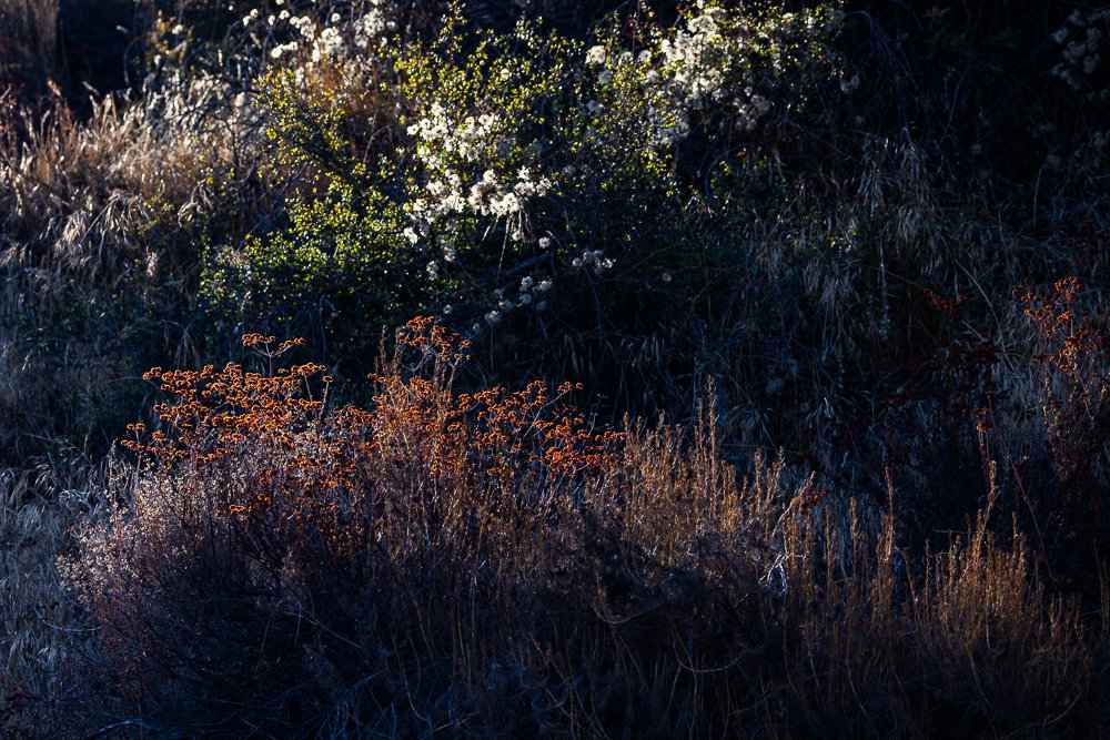 vegetation-native-southern-california-scrubland-shrub-san-diego-sweetwater-river-trail-morning-light.jpg