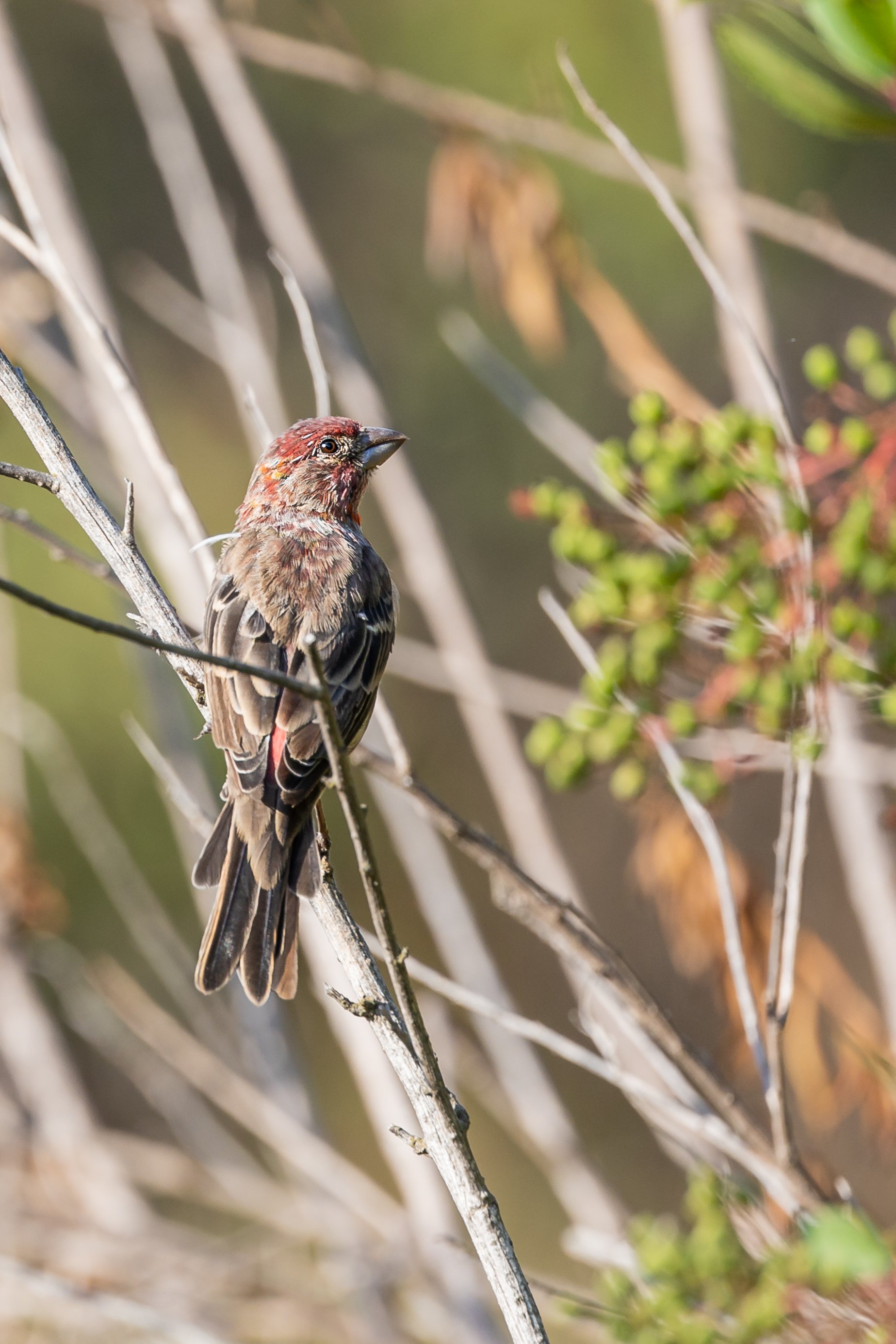 house-finch-sweetwater-river-trail-birdwatching-california-san-diego-local-walk.jpg