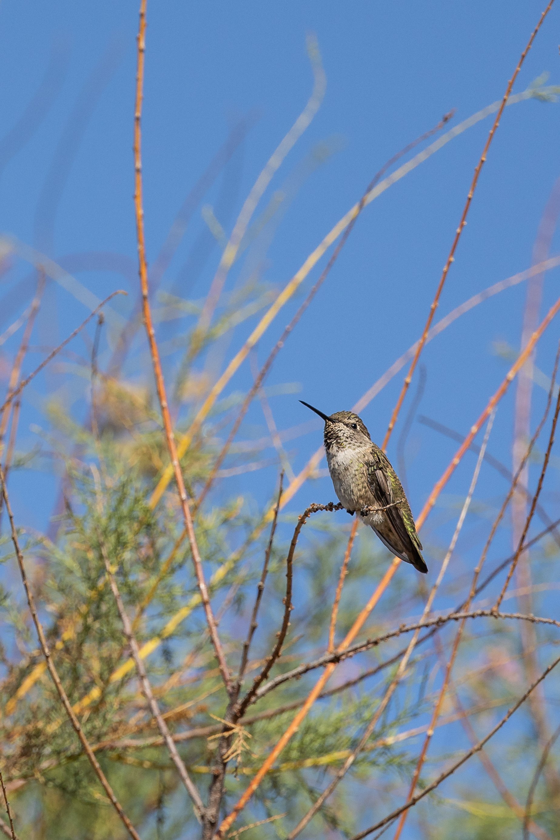 annas-hummingbird-san-diego-wildlife-walk-sweetwater-river-trail-california.jpg