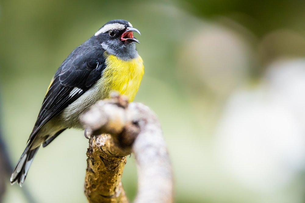 bananaquit-san-diego-zoo-bird-singing-wildlife-photographer-aviary-captive-south-american-bird.jpg