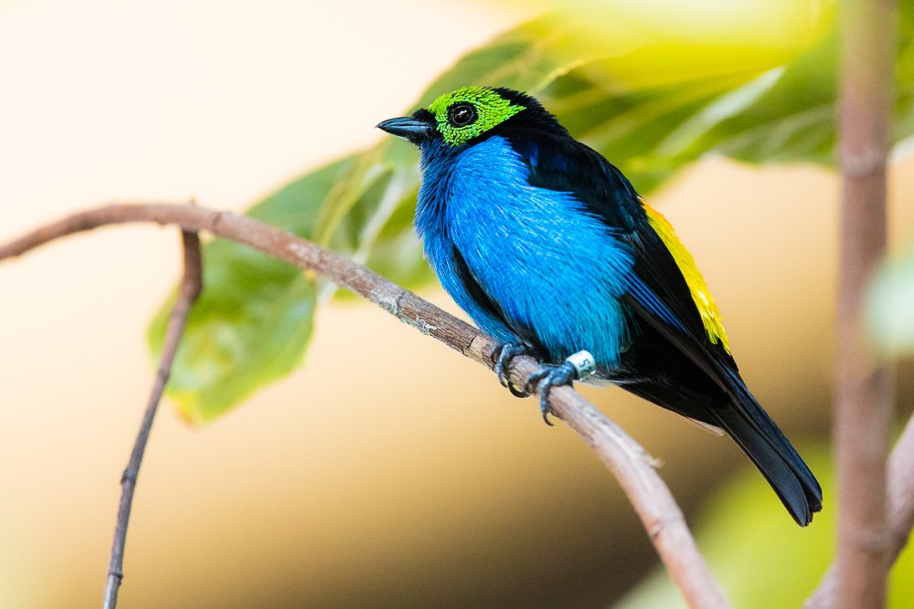 paradise-tanager-aviary-san-diego-zoo-birds-bird-south-american-wildlife-photography.jpg
