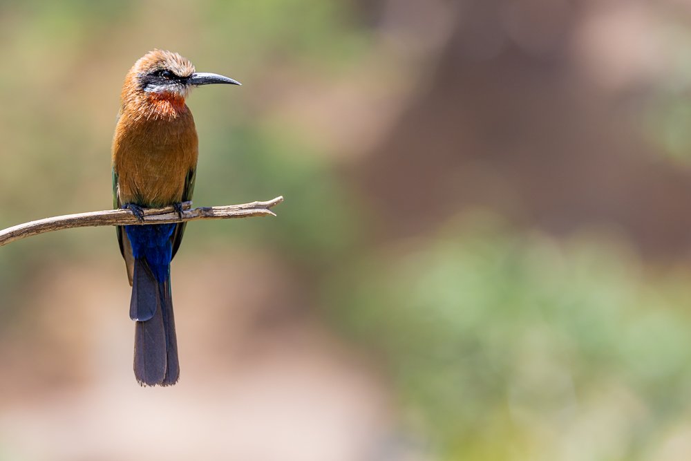 white-fronted-bee-eater-san-diego-zoo-african-birds-photographer-photography-animals.jpg