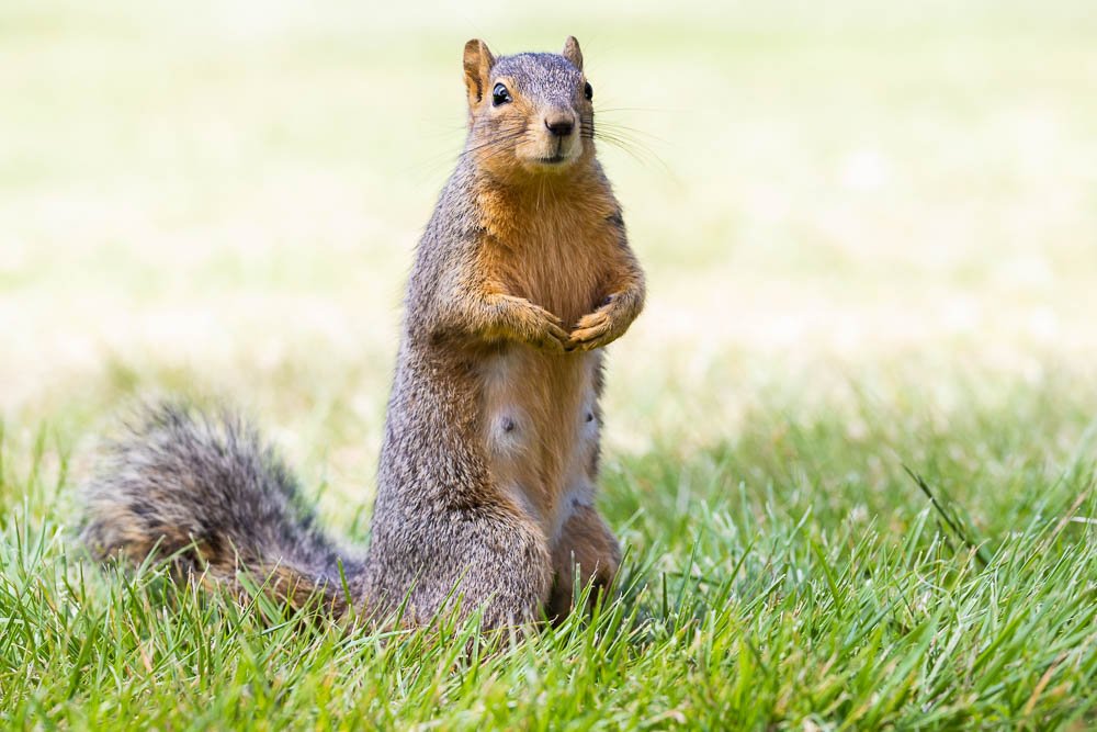 squirrel-female-san-diego-balboa-park-california-urban-wildlife-photography-travel.jpg