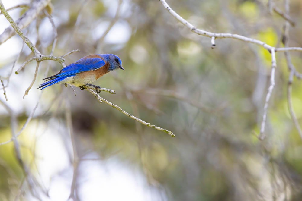 western-bluebird-california-san-diego-bird-photography-balboa-park-wildlife.jpg
