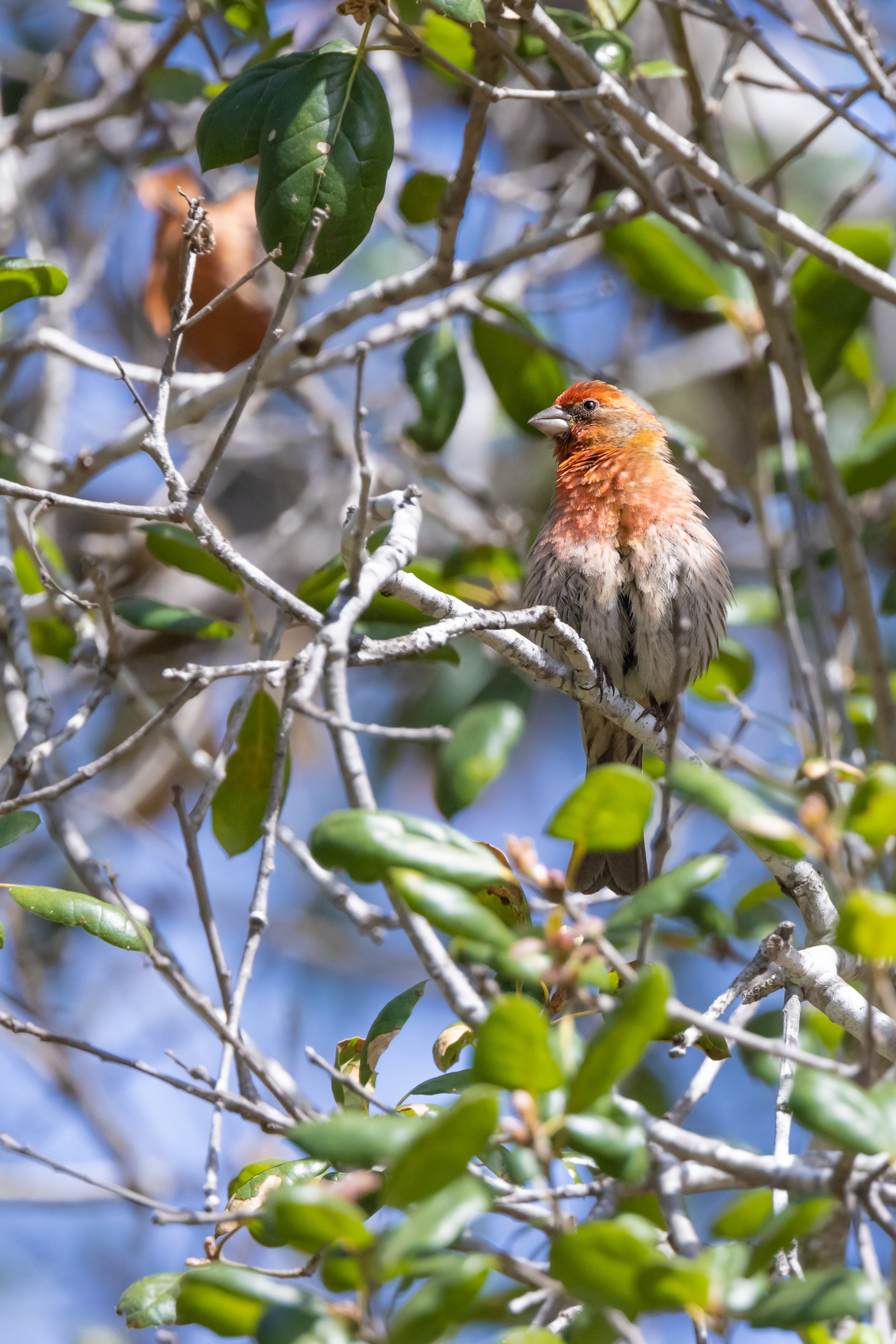 house-finch-urban-wildlife-birding-balboa-park-san-diego-local-birdwatching.jpg