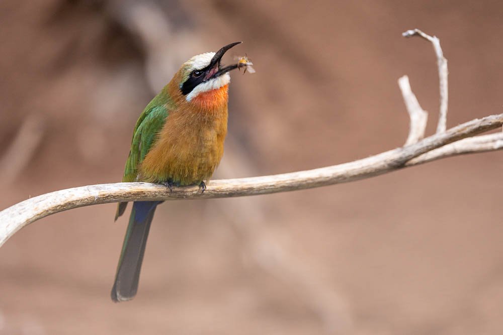 bee-eater-feeding-san-diego-zoo-aviary-photography-photographer-animal.jpg