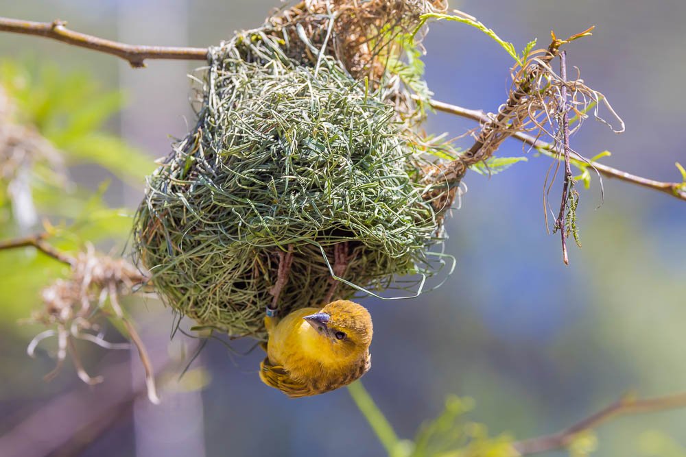 black-headed-weaver-female-africa-rocks-aviary-san-diego-zoo-photography-photographer-bird-birds.jpg