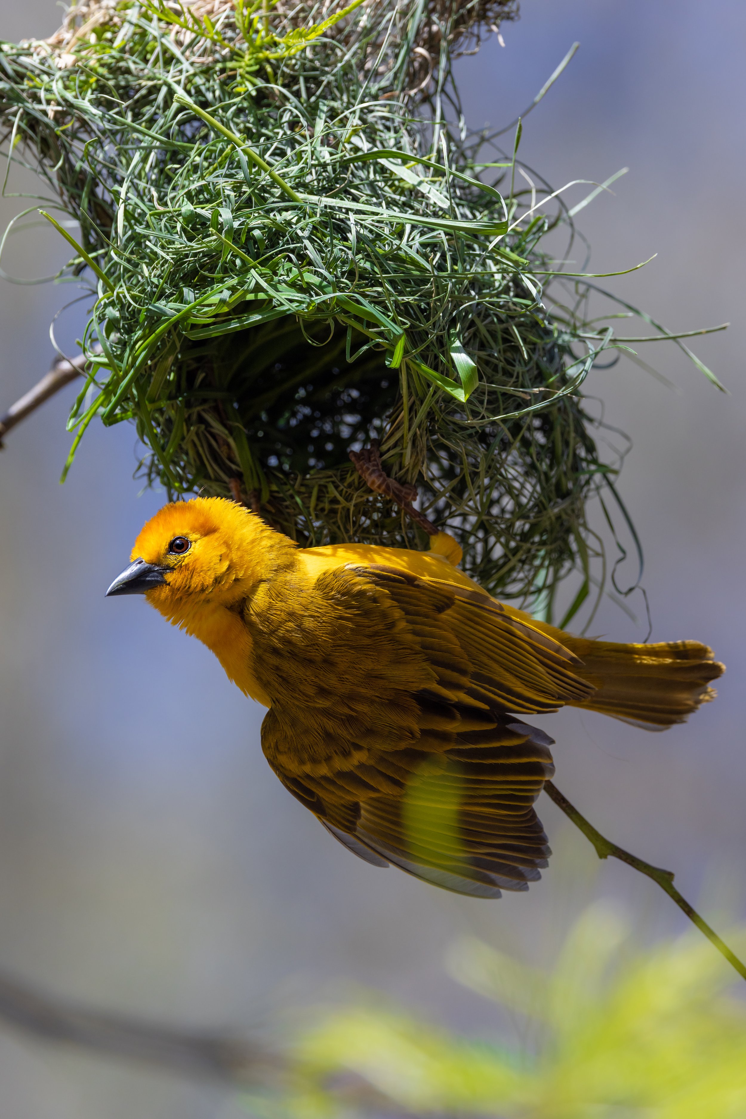 taveta-golden-weaver-san-diego-zoo-africa-aviary-birds-wildlife-photography.jpg