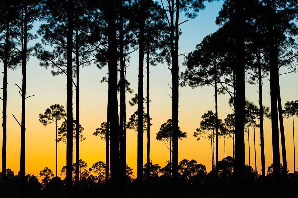 sunset-stephen-c-foster-state-park-photography-dusk-trees-evening-dark-sky-preserve.jpg