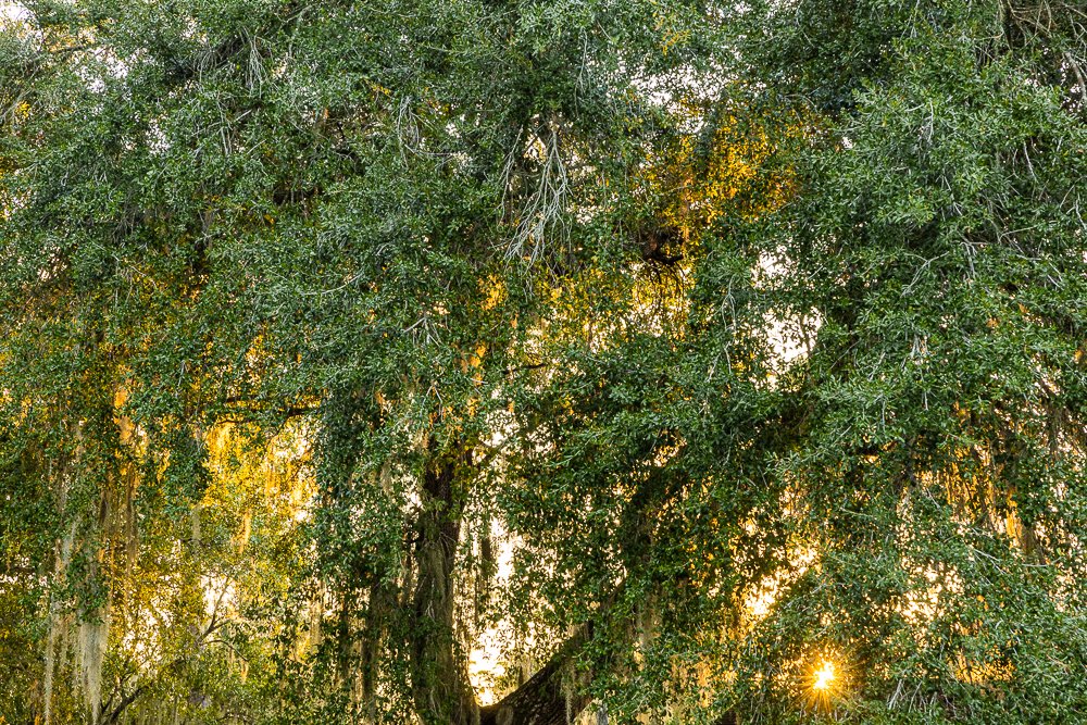 light-sunset-stephen-c-foster-state-park-cypress-tree-trees-spanish-moss-flora-plants-local-native.jpg