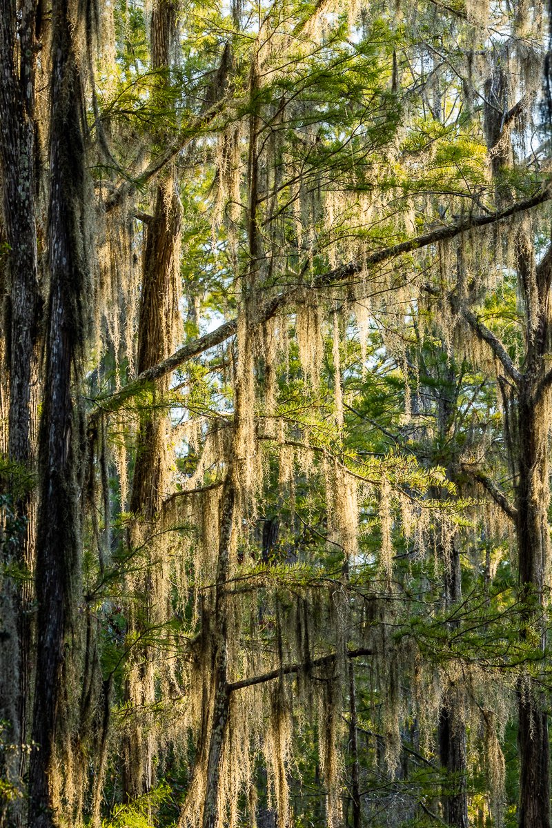 trees-cypress-spanish-moss-landscapes-fauna-georgia-south-US-USA-america-photography-photographer-travel-roadtrip.jpg