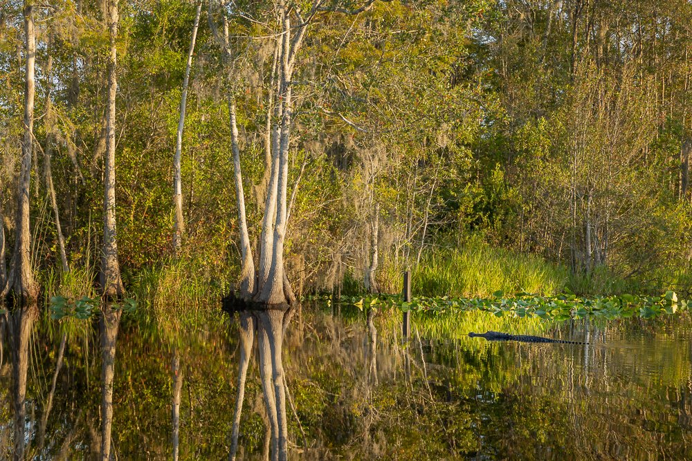 alligator-georgia-swamp-stephen-c-foster-state-park-forest-river-canal-habitat-wildlife-animals-photography-blog.jpg