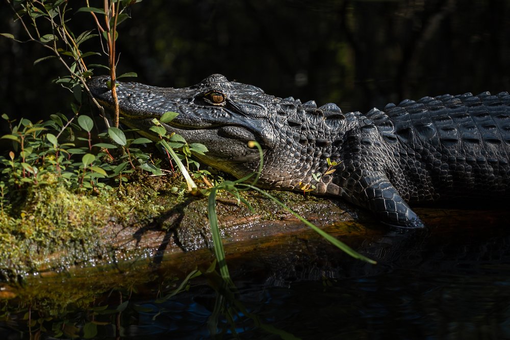 alligator-georgia-stephen-c-foster-state-park-wildlife-reptiles-animals-fauna-photography-blog.jpg