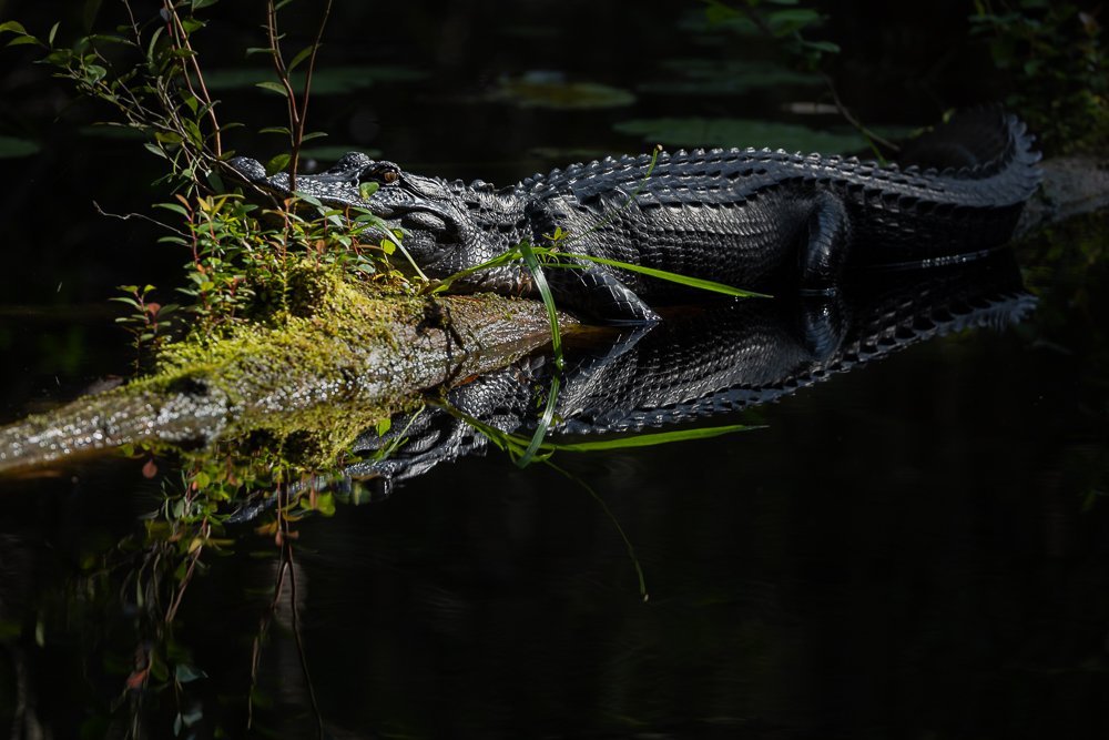 alligator-stephen-c-foster-park-boat-ride-georgia-travel-tourism-tour-photography-animals-wildlife.jpg