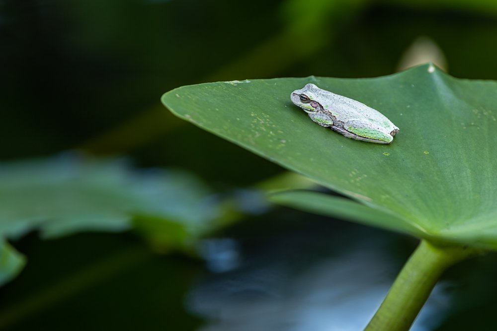 frog-vegetation-swamp-georgia-stephen-c-foster-state-park-wildlife-amphibians-photography.jpg