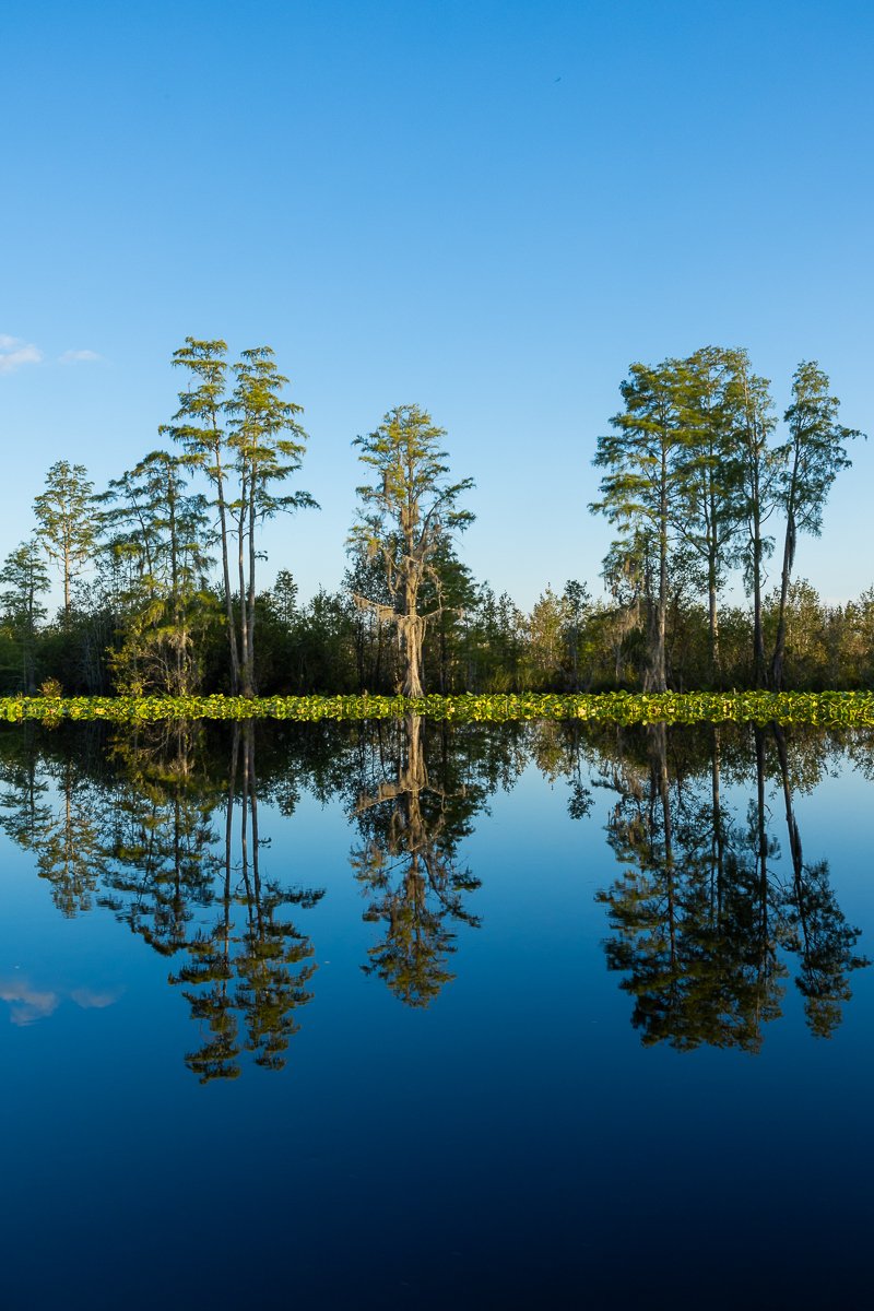 reflections-stephen-c-foster-state-park-georgia-GA-united-states-america-travel-swamp-ecosystems-habitat-reserve.jpg