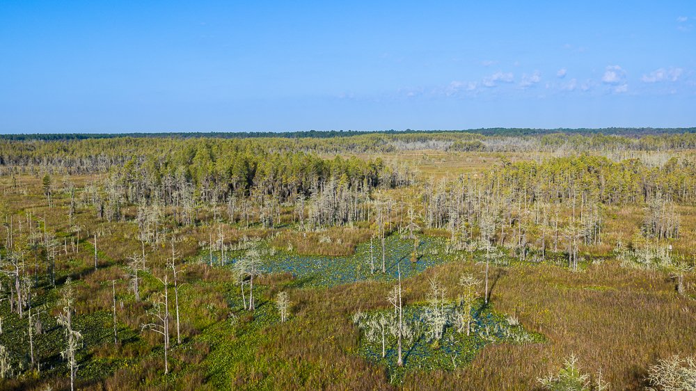 georgia-swamp-habitat-aerial-view-observation-tower-grand-bay-wildlife-management-area-elevation-lookout.jpg