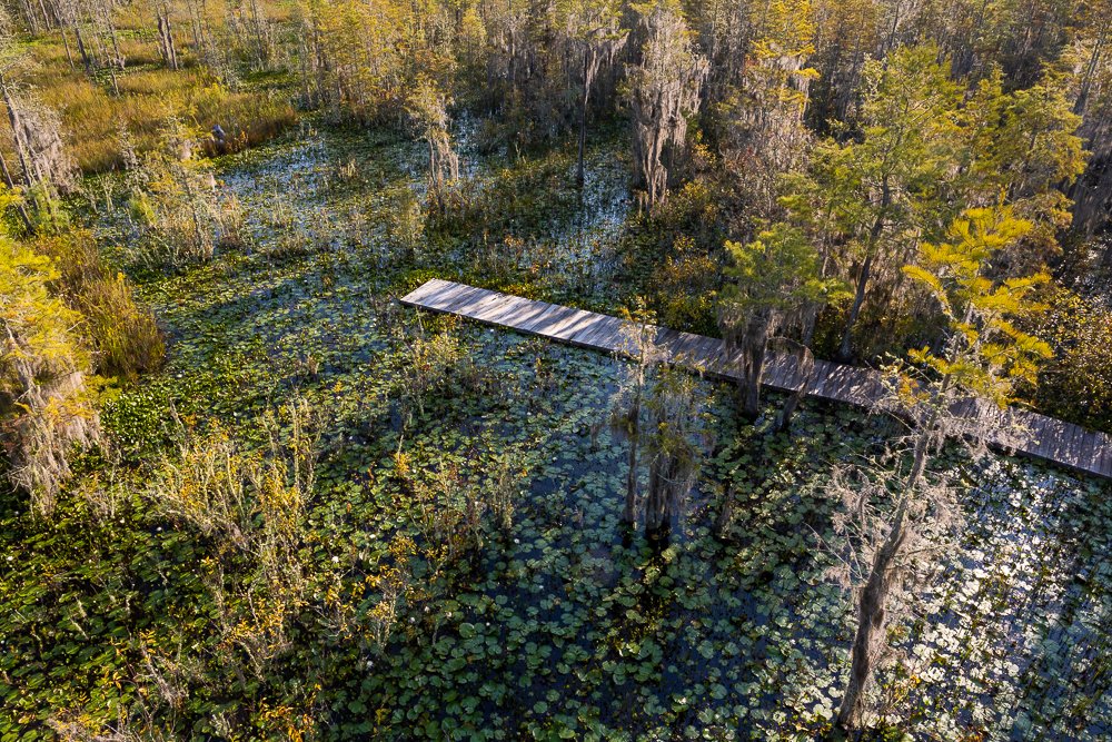 grand-bay-wildlife-management-area-sunrise-morning-observation-tower-birds-eye-view-above-height-deck-bridge.jpg