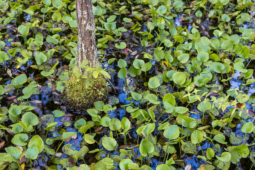 tree-roots-grand-bay-wildlife-management-area-swamp-ecosystem-georgia-GA-travel.jpg