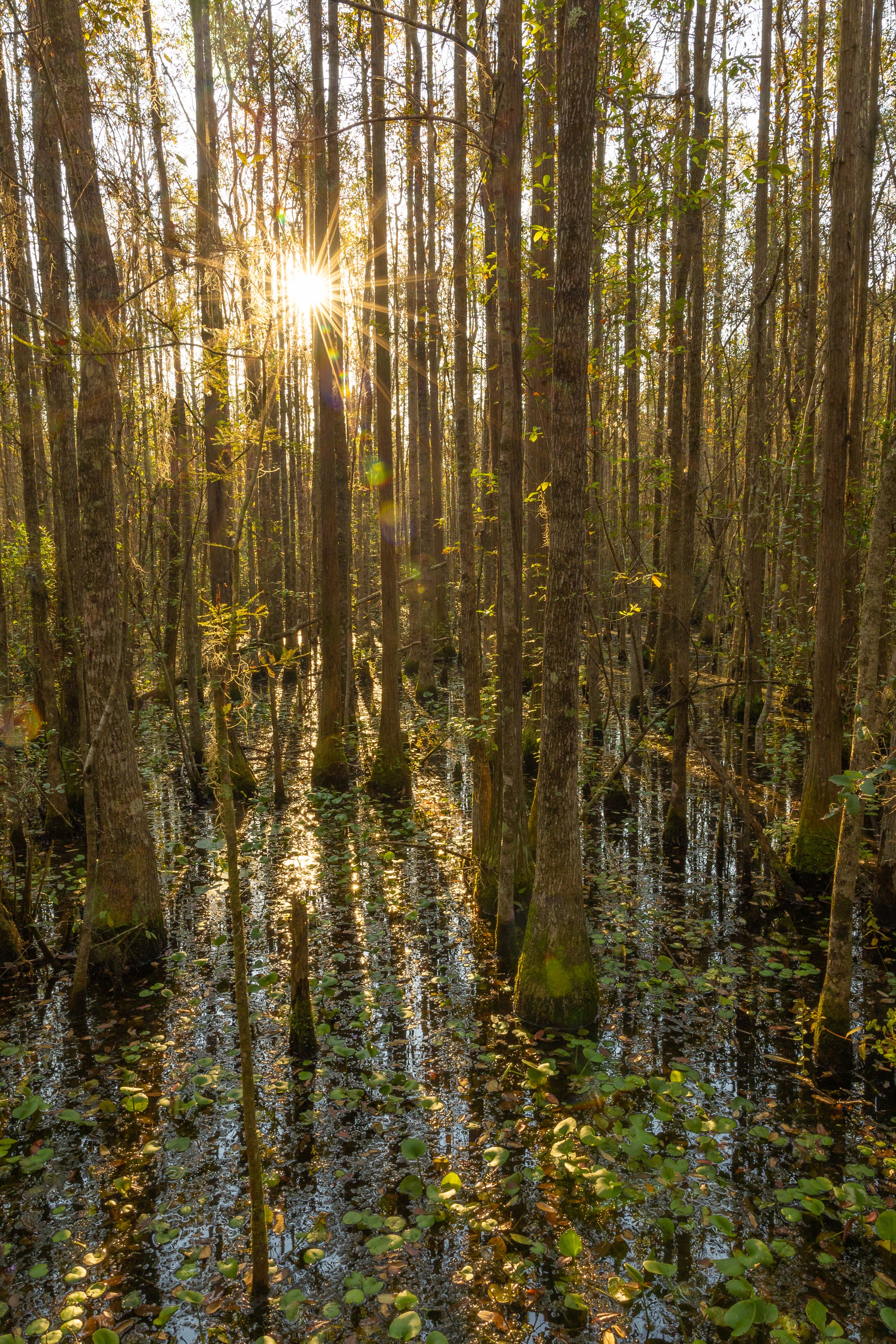 grand-bay-wildlife-management-area-georgia-GA-lowndes-county-swamp-sunrise-morning.jpg