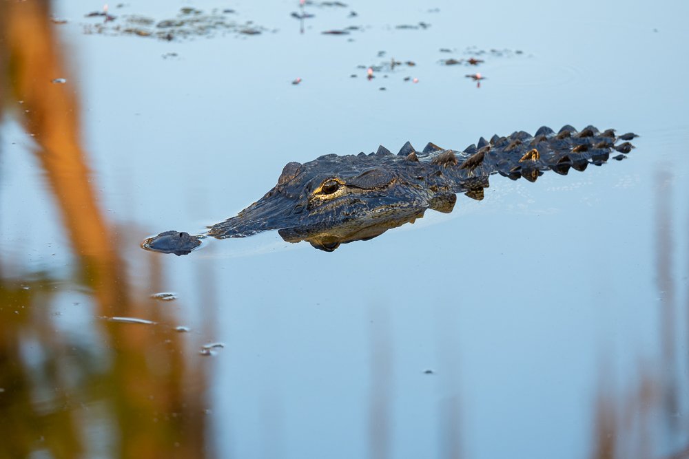 alligator-banks-lake-wildlife-refuge-wildlife-photography-location-valdosta-south-georgia-nature-explore-trip-travel-destination.jpg