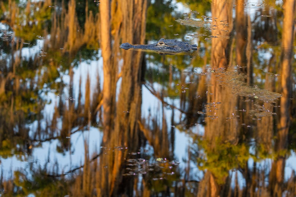 alligator-golden-light-sunrise-banks-lake-wildlife-refuge-georgia-wildlife-fauna-photography-photographer-morning-light.jpg