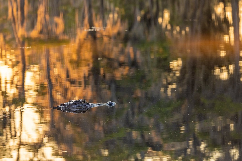 alligator-swimming-golden-light-valdosta-sunrise-morning-banks-lake-wildlife-refuge-south-georgia-GA-USA.jpg