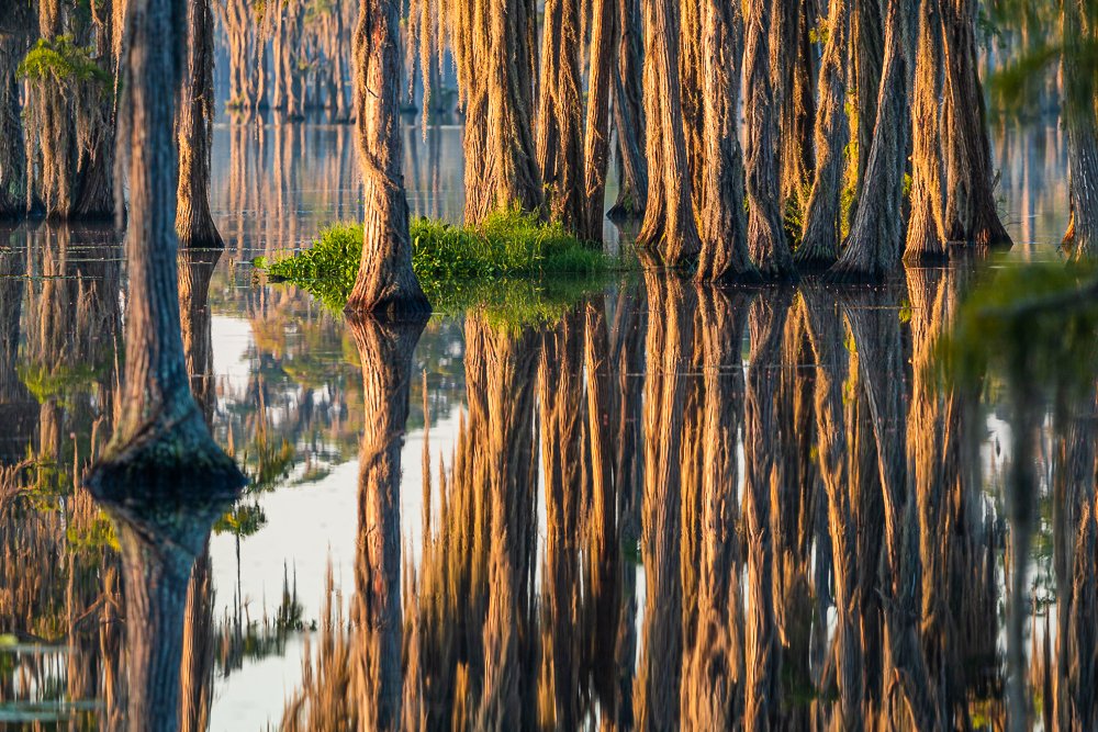 banks-lake-golden-light-details-cypress-trees-reflection-blackwater-wildlife-refuge-valdosta-south-georgia-USA-US.jpg