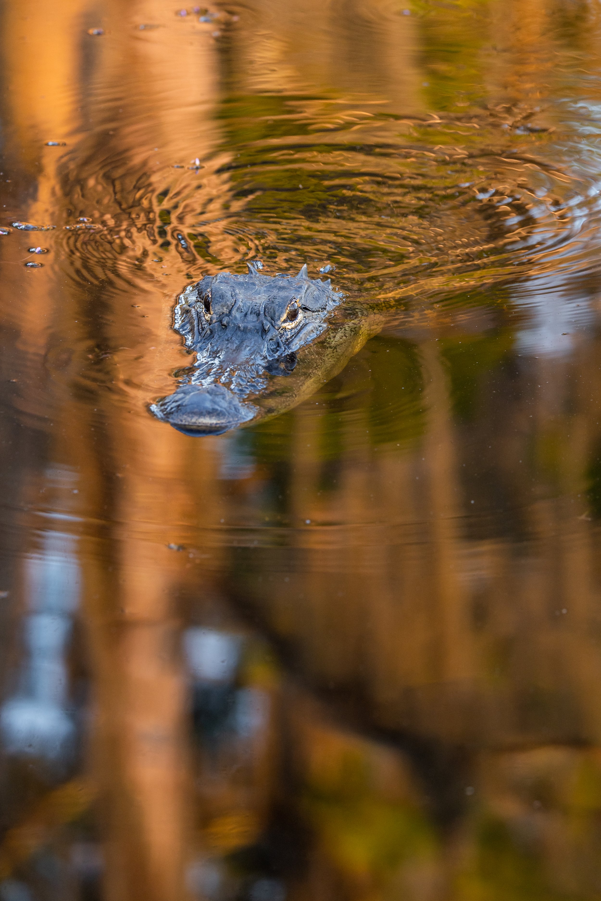 alligator-swimming-sunrise-valdosta-georgia-swamp-banks-lake-wildlife-refuge-blackwater-reflection-ripples-animal-photography.jpg