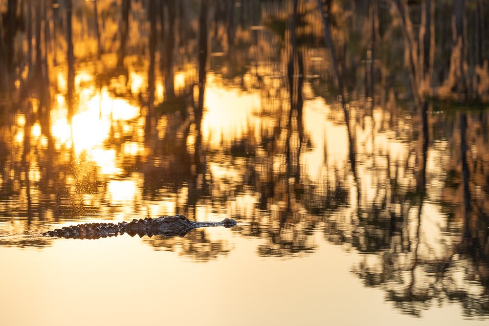 golden-light-sunrise-reflection-banks-lake-wildlife-refuge-south-georgia-valdosta-USA-roadtrip-alligator-swimming-cypress-trees.jpg